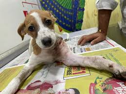 Bruno, a rescued puppy receiving treatment at our shelter