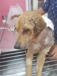 Chinki, a rescued dog recovering from severe mange