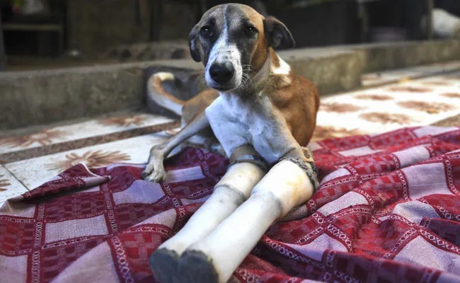 Rocky, a rescued street dog recovering with splints on both front legs