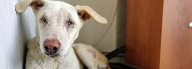 Sheru, a senior rescued dog with an eye condition